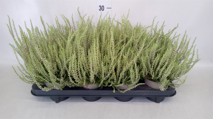 <h4>Calluna vulg. 'Garden G Alicia'</h4>