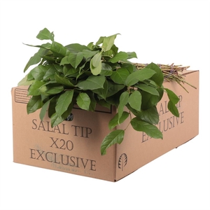 Salal Tip Exclusive