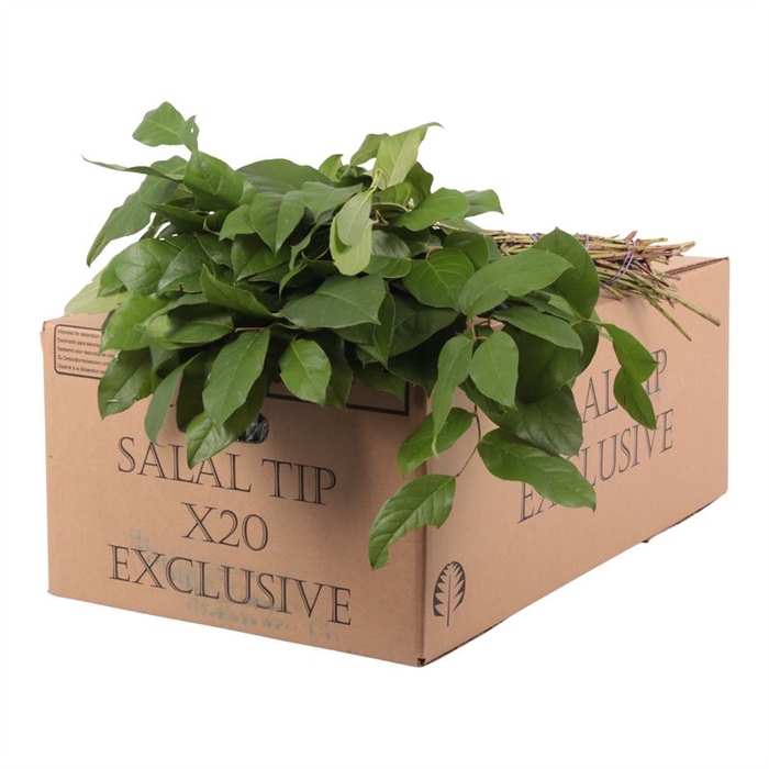 <h4>Salal Tip Exclusive Air</h4>