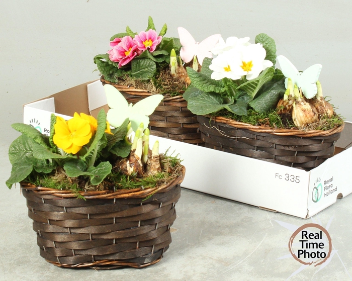 <h4>ARR TUINPLANTEN</h4>