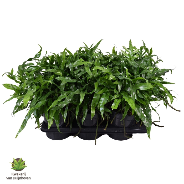 <h4>MICROS DIVERSIFOLIUM</h4>