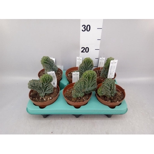 Cereus   ...