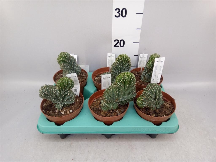 <h4>Cereus   ...</h4>