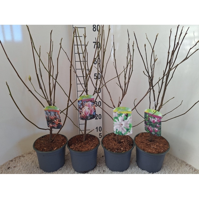 <h4>Magnolia mix</h4>