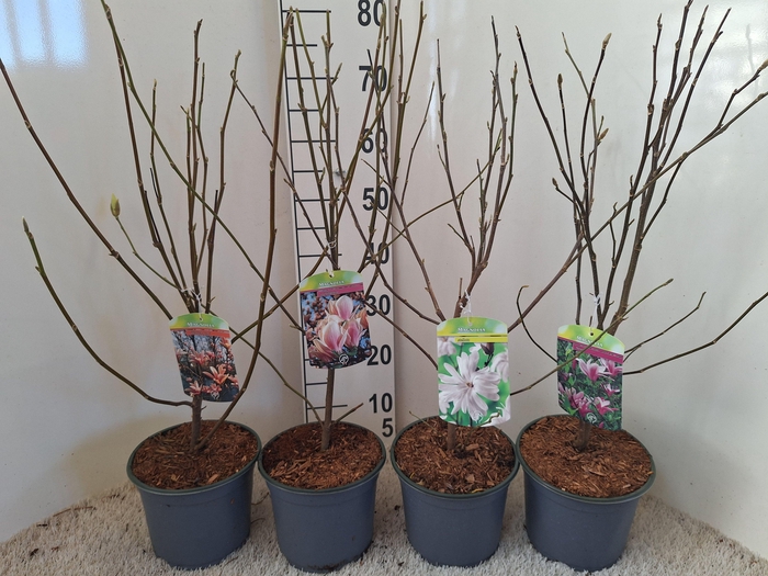 Magnolia mix