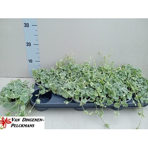 GLEC HE VARIEGATA