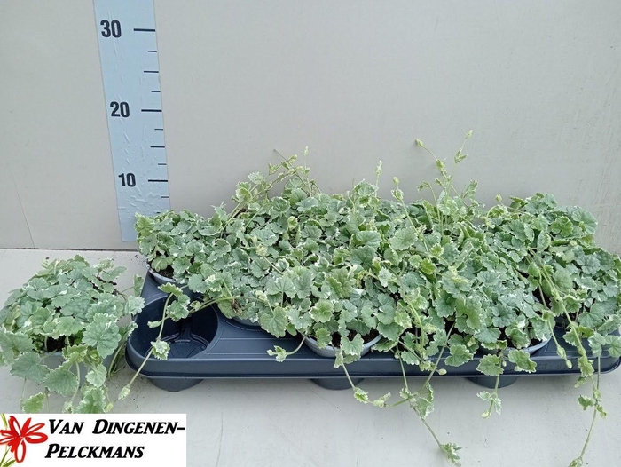 <h4>GLEC HE VARIEGATA</h4>