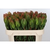 Leucadendron Laurel Yellow