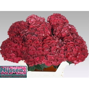 Hydr M Mag Dark Ruby