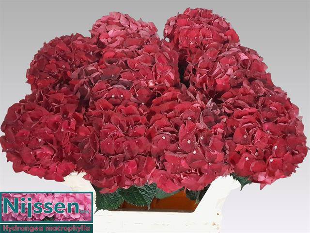 <h4>Hydr M Mag Dark Ruby</h4>