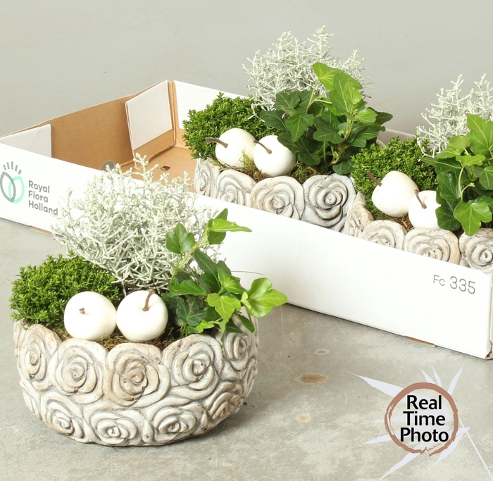 <h4>ARR TUINPLANTEN</h4>