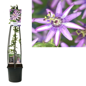 Passiflora 'Amethyst' +light label