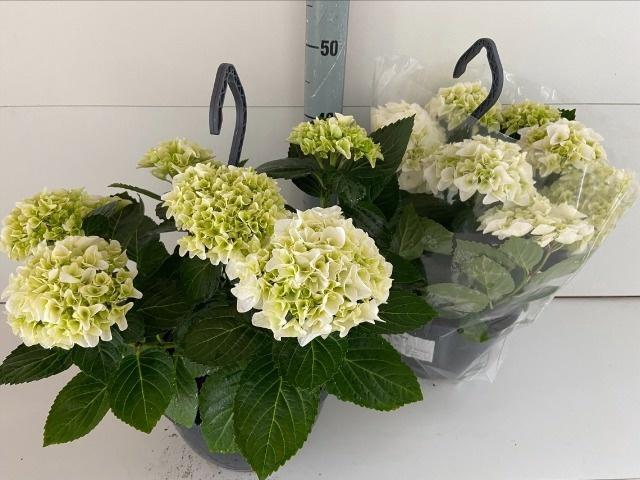 <h4>HYDR M HI WHITE SUN</h4>