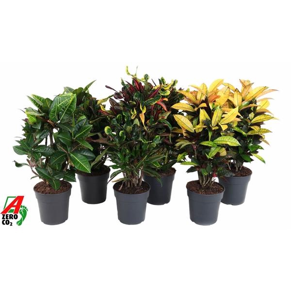<h4>Codiaeum variegatum kleinbladig gemengd</h4>