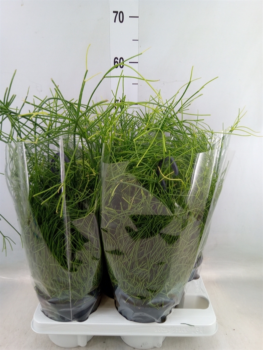 <h4>Rhipsalis baccifera 'Oasis'</h4>