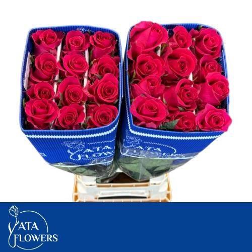 <h4>R GR GOTCHA L7 WIT</h4>