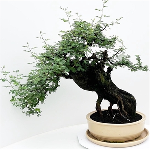 Vachellia nilotica, pot 38 cm, height 65cm. With driptray. (single item)