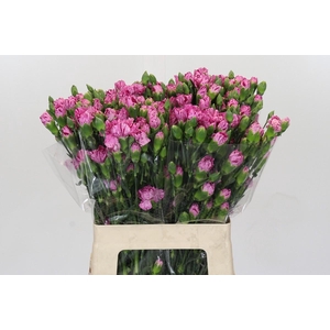 Dianthus spray Milky way