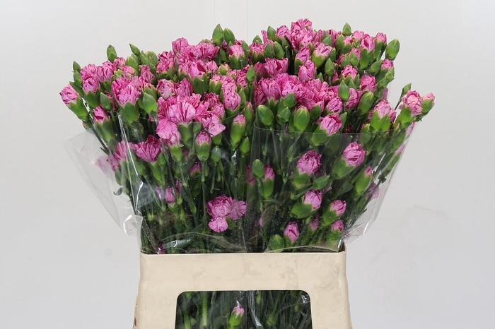 <h4>Dianthus spray Milky way</h4>