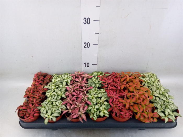 <h4>Fittonia   ...mix 7</h4>