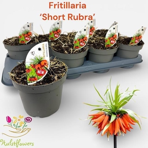 FRITILLARIA OV