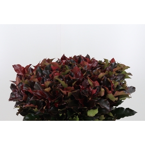 Photinia Magical Volcano