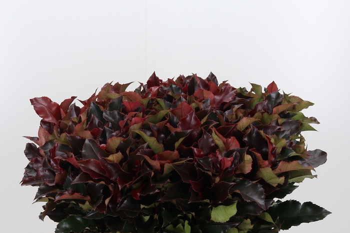 <h4>Photinia Magical Volcano</h4>