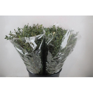 Euca Parvifolia Short 150gr P Bunch