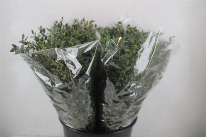 <h4>Euca Parvifolia Short 150gr P Bunch</h4>