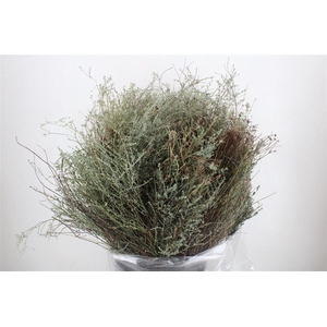 Euph Spinoza Long 500gr P Bunch