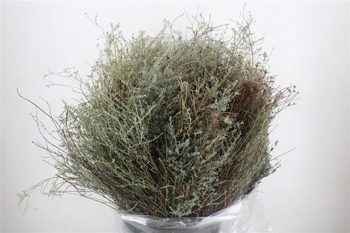 <h4>Euph Spinoza Long 500gr P Bunch</h4>