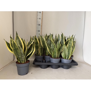 SANSEV FUTURA SUPERB