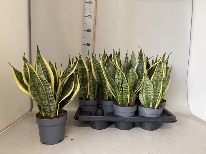 <h4>SANSEV FUTURA SUPERB</h4>