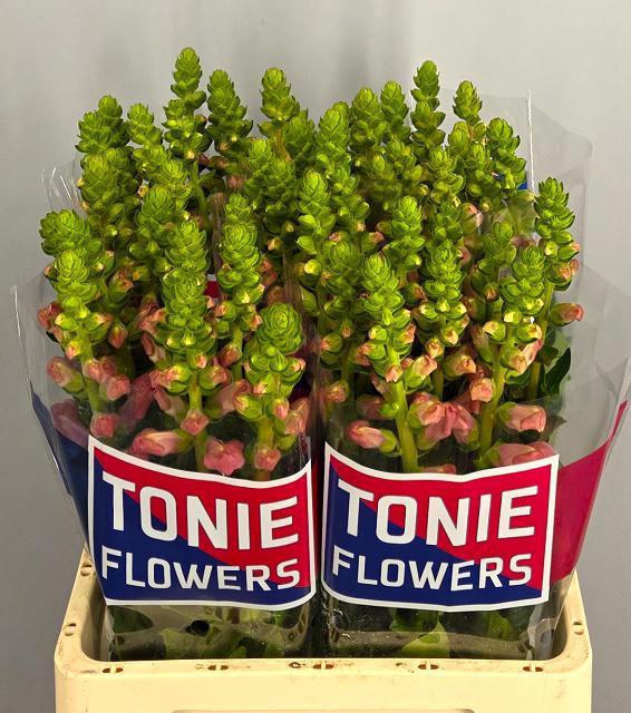 <h4>ANTIR MARYLAND PINK</h4>