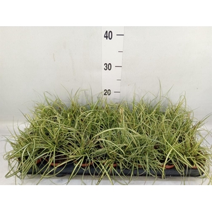 Carex brunnea 'Jenneke'