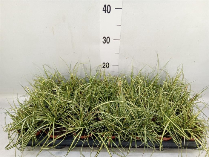 <h4>Carex brunnea 'Jenneke'</h4>