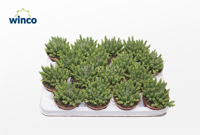 <h4>Stapelia Variegata</h4>