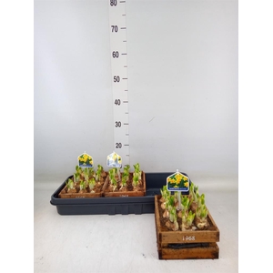 Arr.  Narcissus Tete Tete L%