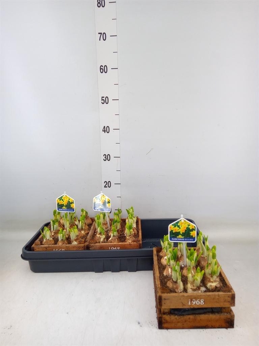 <h4>Arr. Narcissus Tete Tete L%</h4>