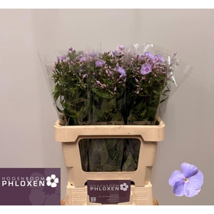 Phlox P Butterfly