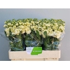 Matth Stox Yellow Beukel