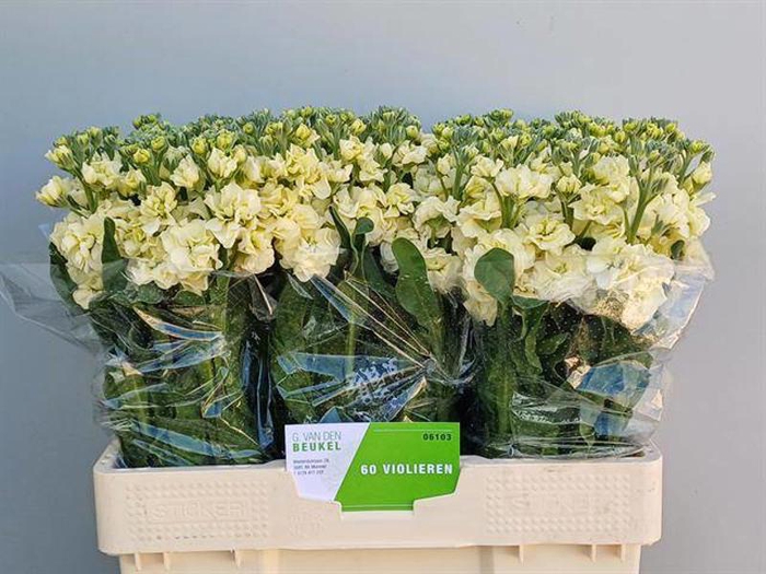 <h4>Matth Stox Yellow Beukel</h4>