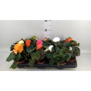Begonia tuber.   ...