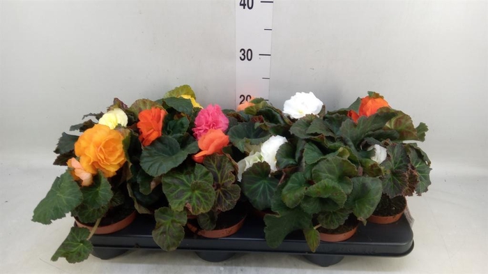 <h4>Begonia tuber.   ...</h4>