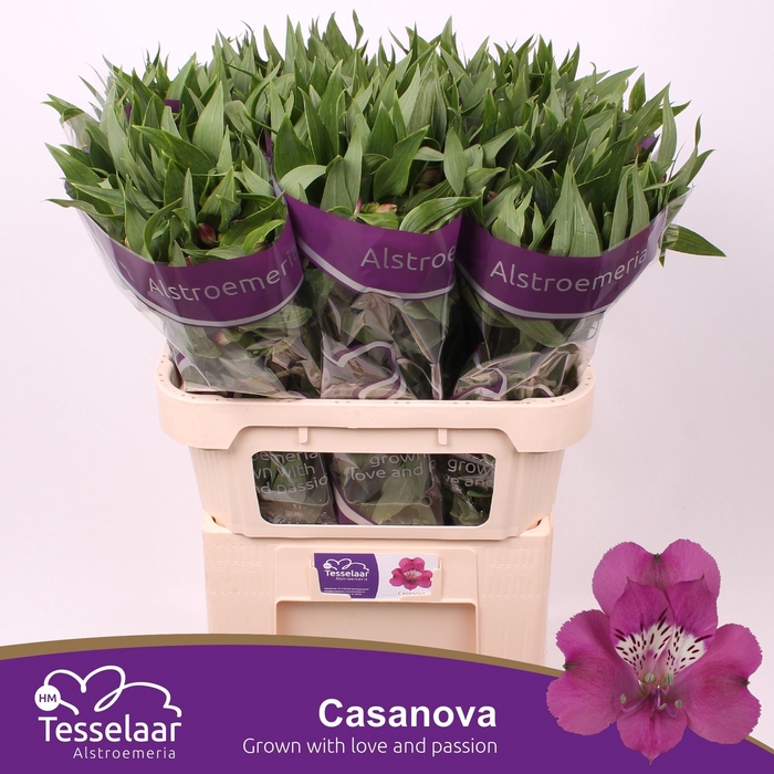 <h4>Alstroemeria casanova</h4>