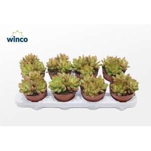 Sedum Adolphi (group)