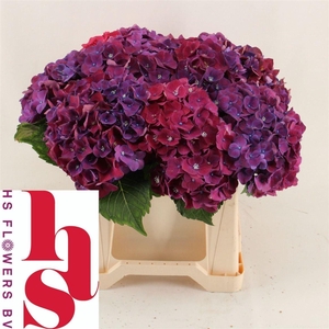 Hydr M Mon Amour Pa PAARS,(NL),(5),15 CM