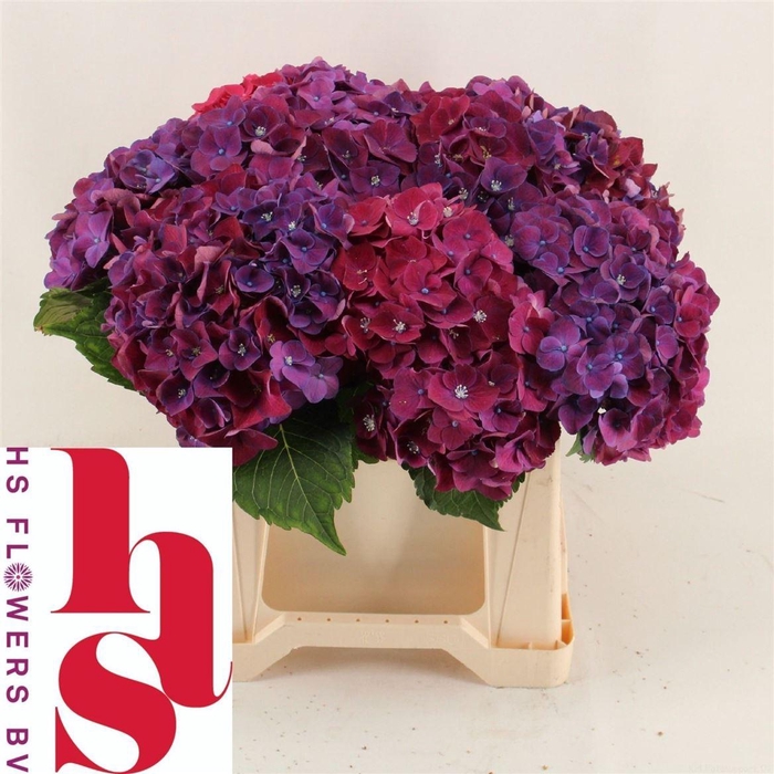 <h4>Hydr M Mon Amour Pa PAARS,(NL),(5),15 CM</h4>