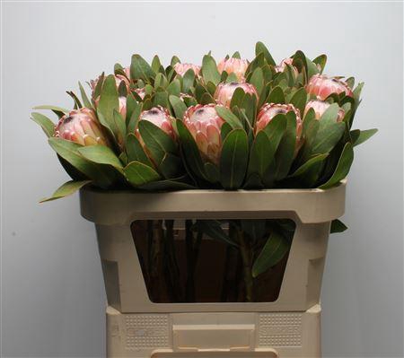 <h4>Protea Susara</h4>