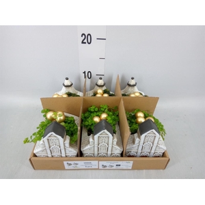 Arr.   Kamerplant Groen L%